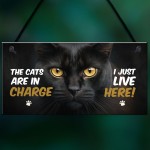  Funny Joke The Cats Are In Charge Cat Gifts For Cat Lovers