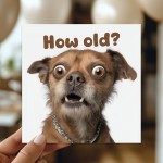 Funny Dog Birthday Card How Old Hilarious Card For Friend Family